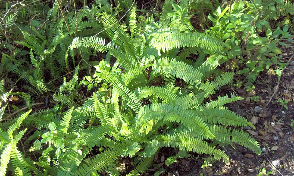 Sword fern